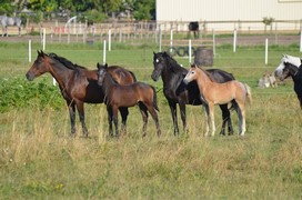 Chiffres clés filière équine