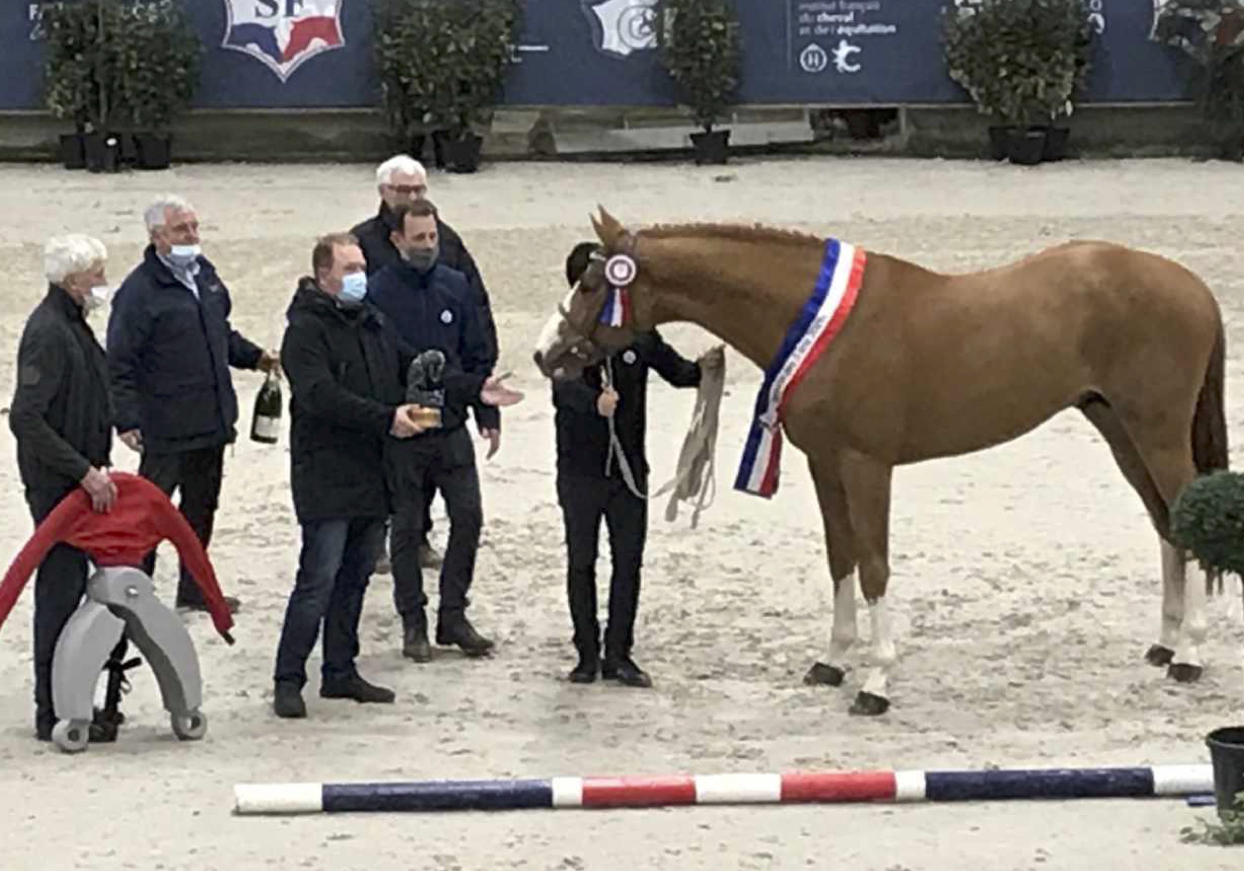 ITOKI DE RIVERLAND - CHAMPION DES ÉTALONS DE 3 ANS Selle Français !