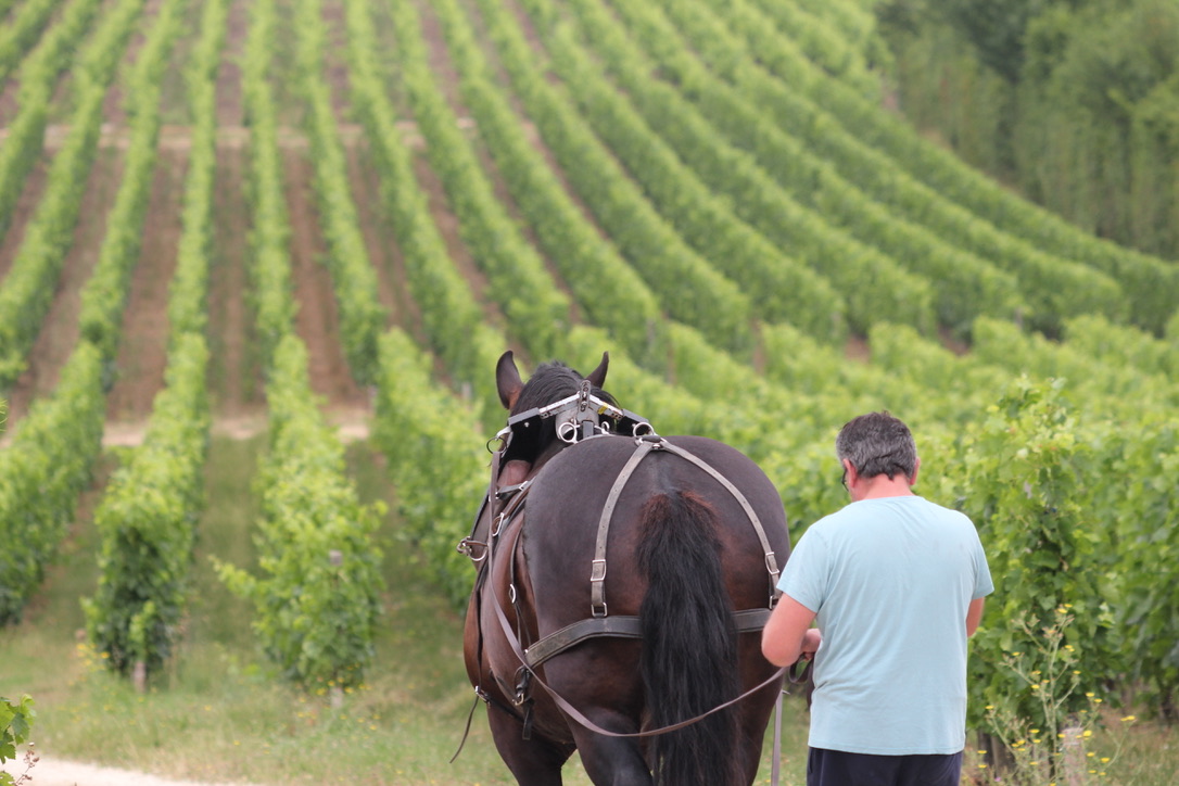 Le Clos d'Hippolyte, du vin récolté à la main et au cheval !