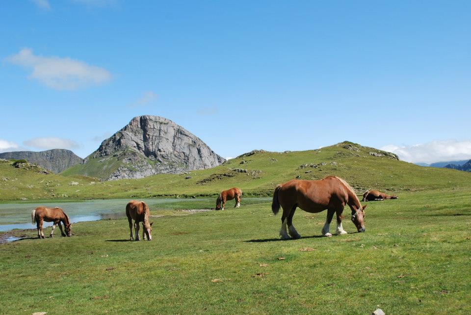 Pâturage Pyrénées