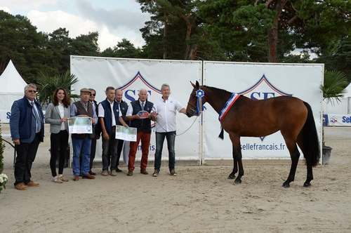 Championnat de France des Femelles Selle Français 2017