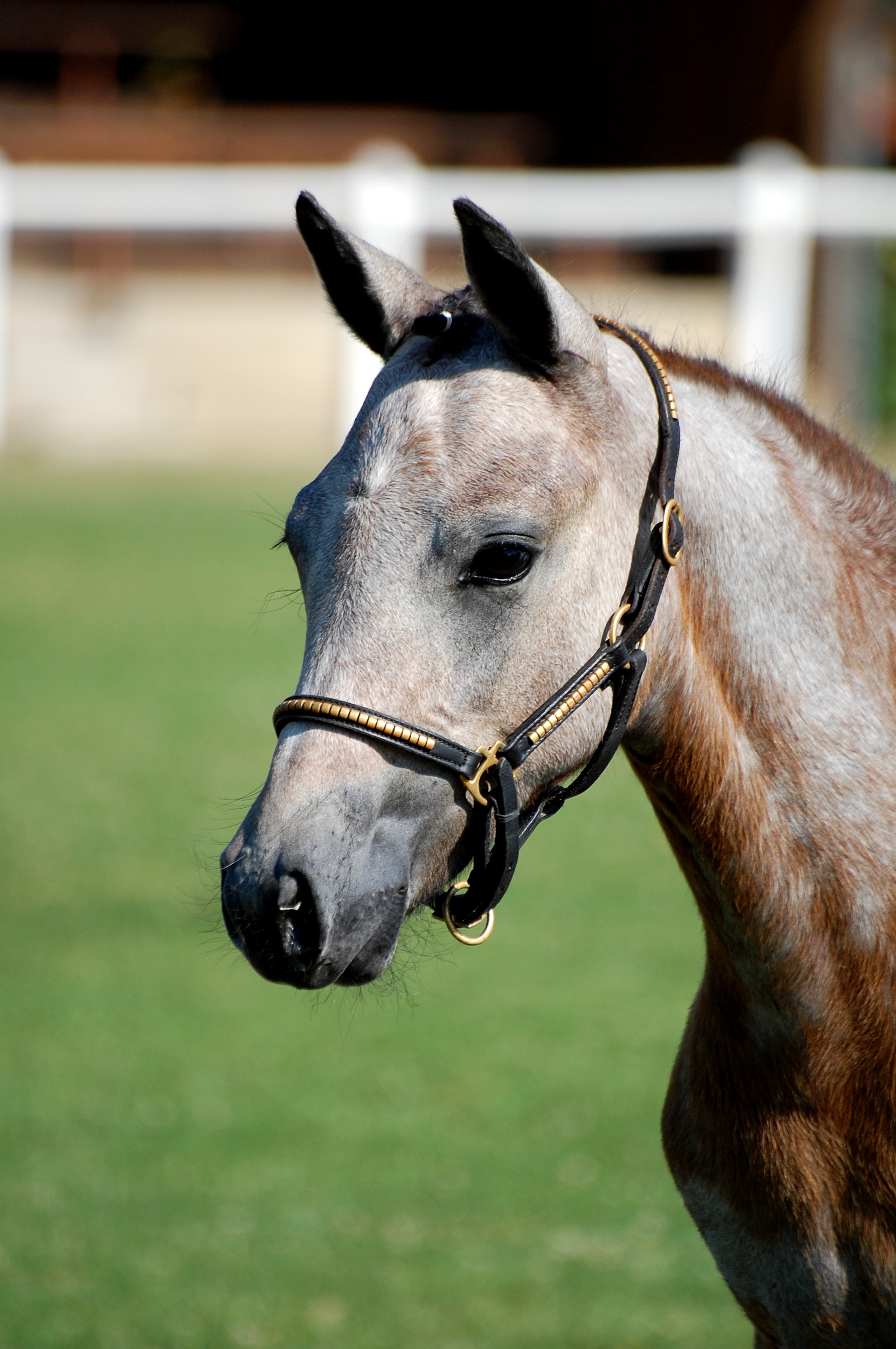 La note sur le marché du cheval de sport importé en France est parue !