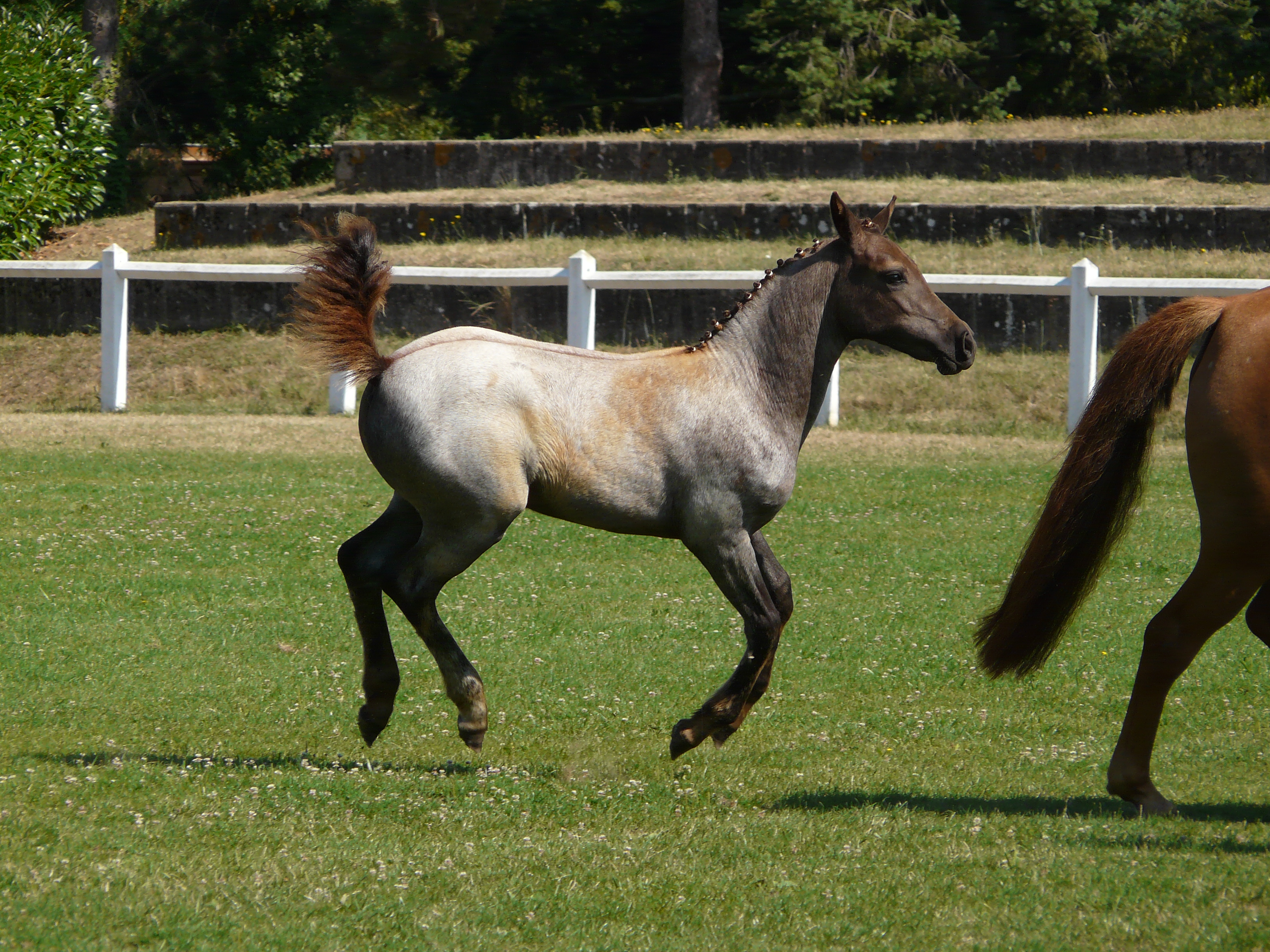 Résultats économiques des centres équestres et des élevages de chevaux de sport