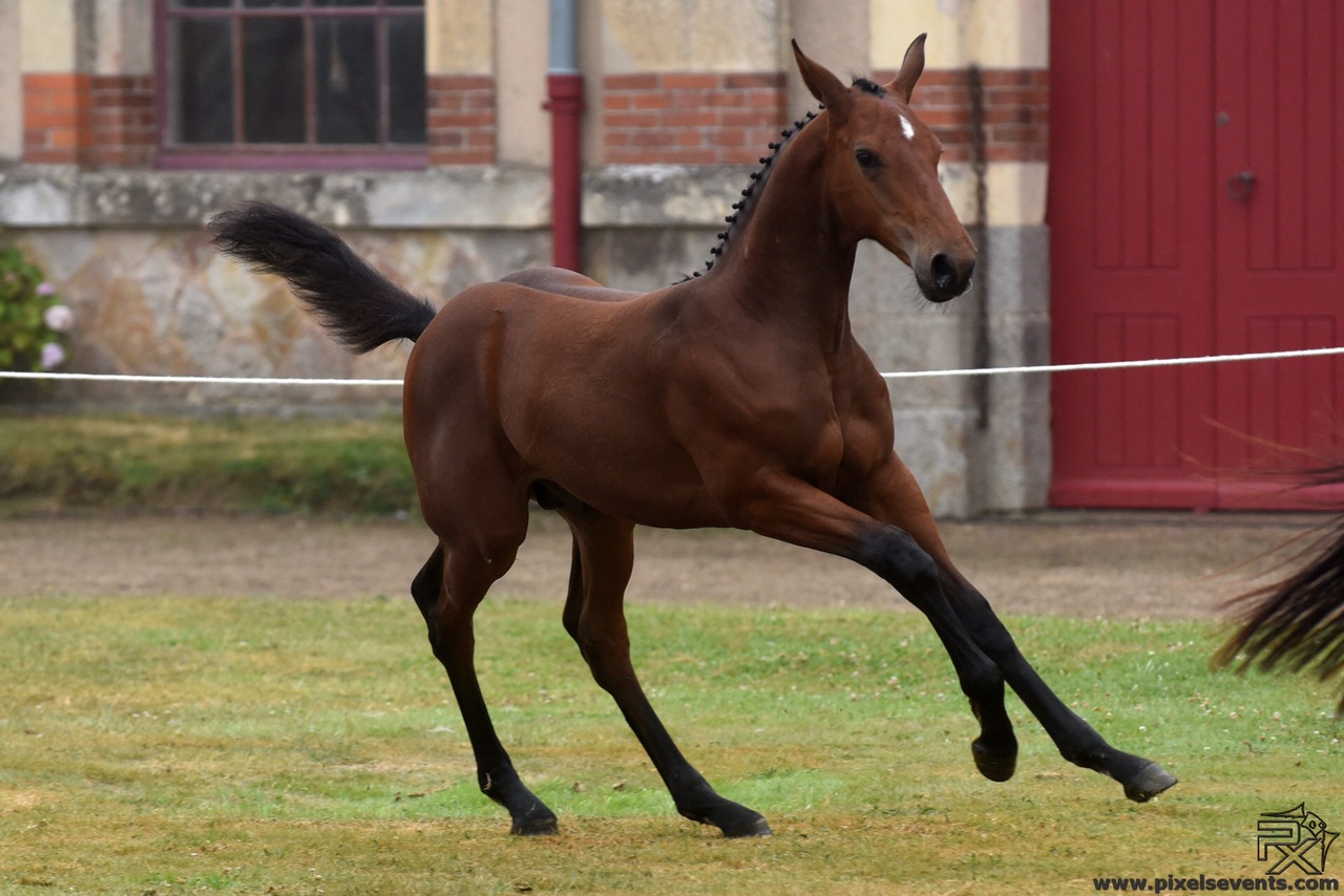 Résultats Poulains de Sport en Poitou Charentes