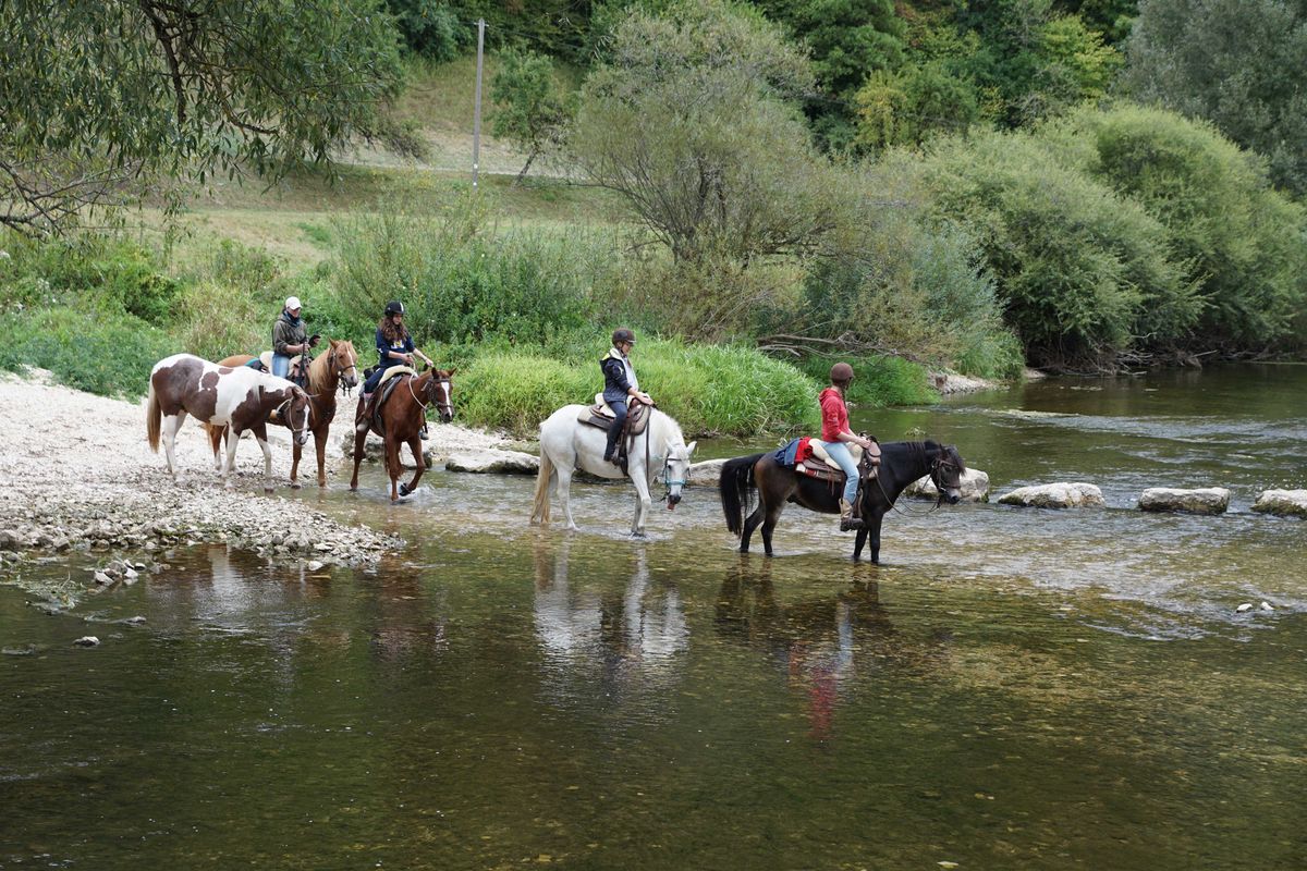 Marché du cheval en France