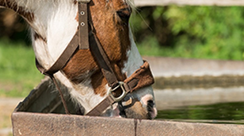 Avoir un Cheval