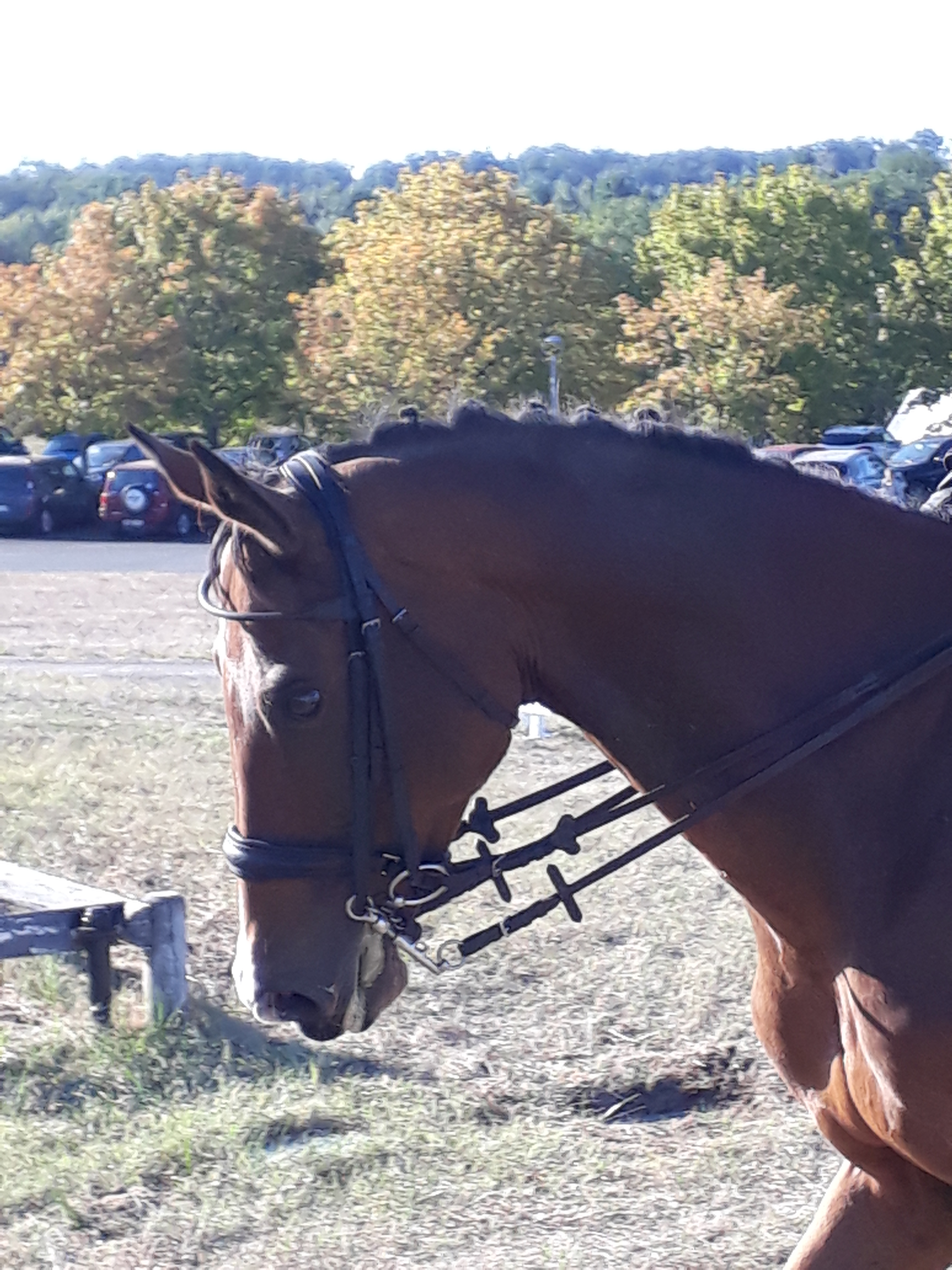 Avoir un Cheval