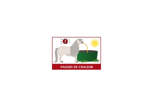 Restriction du transport des chevaux pendant la canicule