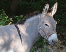 Vente SFET, Chevaux de Territoire/ Chevaux de Trait/ Ânes et Mulets