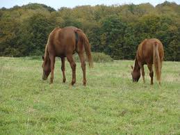 Portes Ouvertes Pâturage du cheval - Vermifugation raisonnée - Bien être