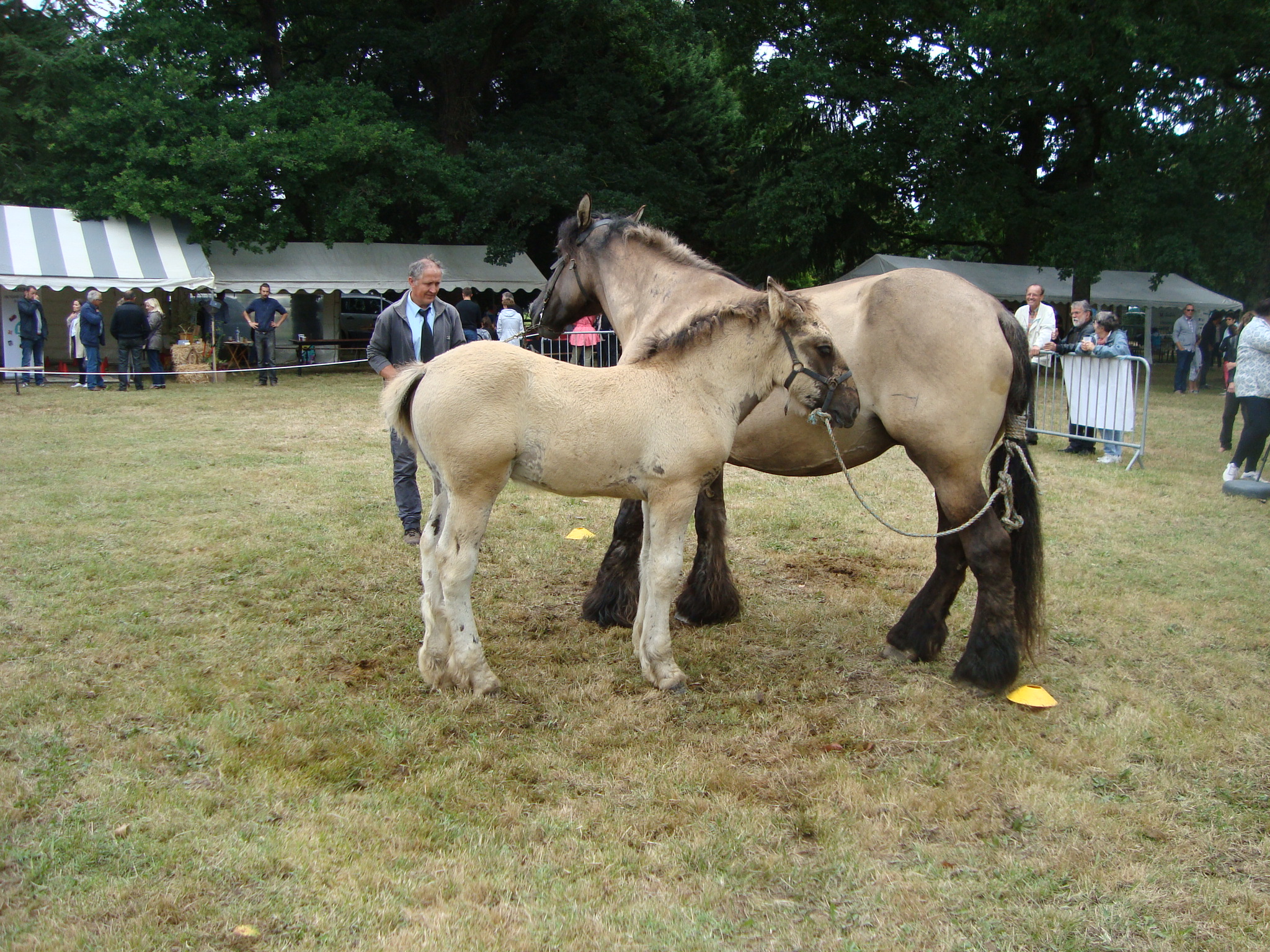 Concours élevage St Maurice la Clouère