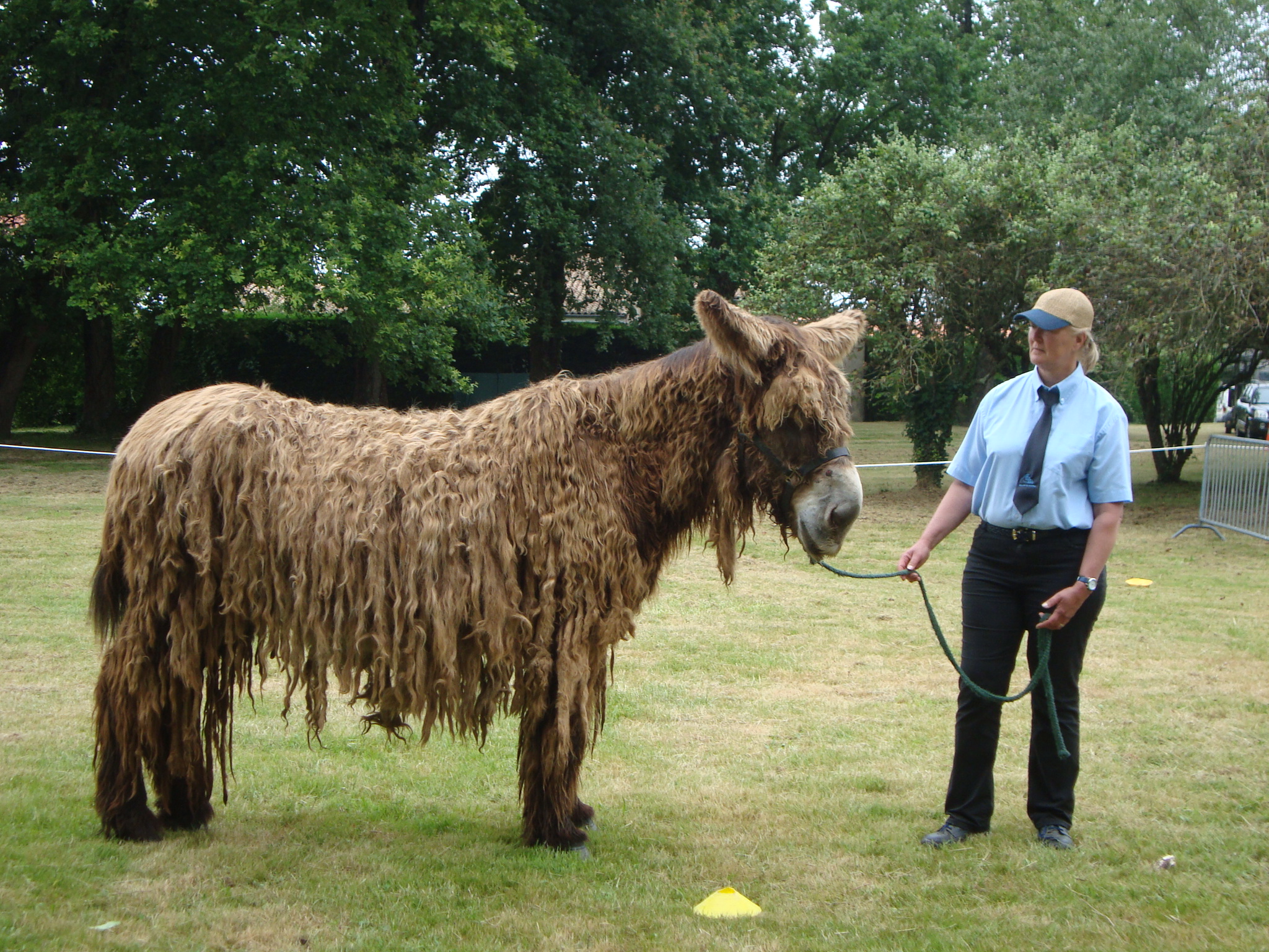 Concours d'Élevage Trait Poitevin Baudet du Poitou