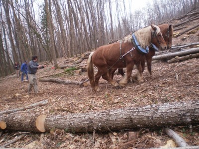 Débardage au Cheval : Démonstration et Initiation