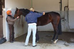 Garantir le bien-être et la santé de l'homme et du cheval pour travailler mieux et plus longtemps