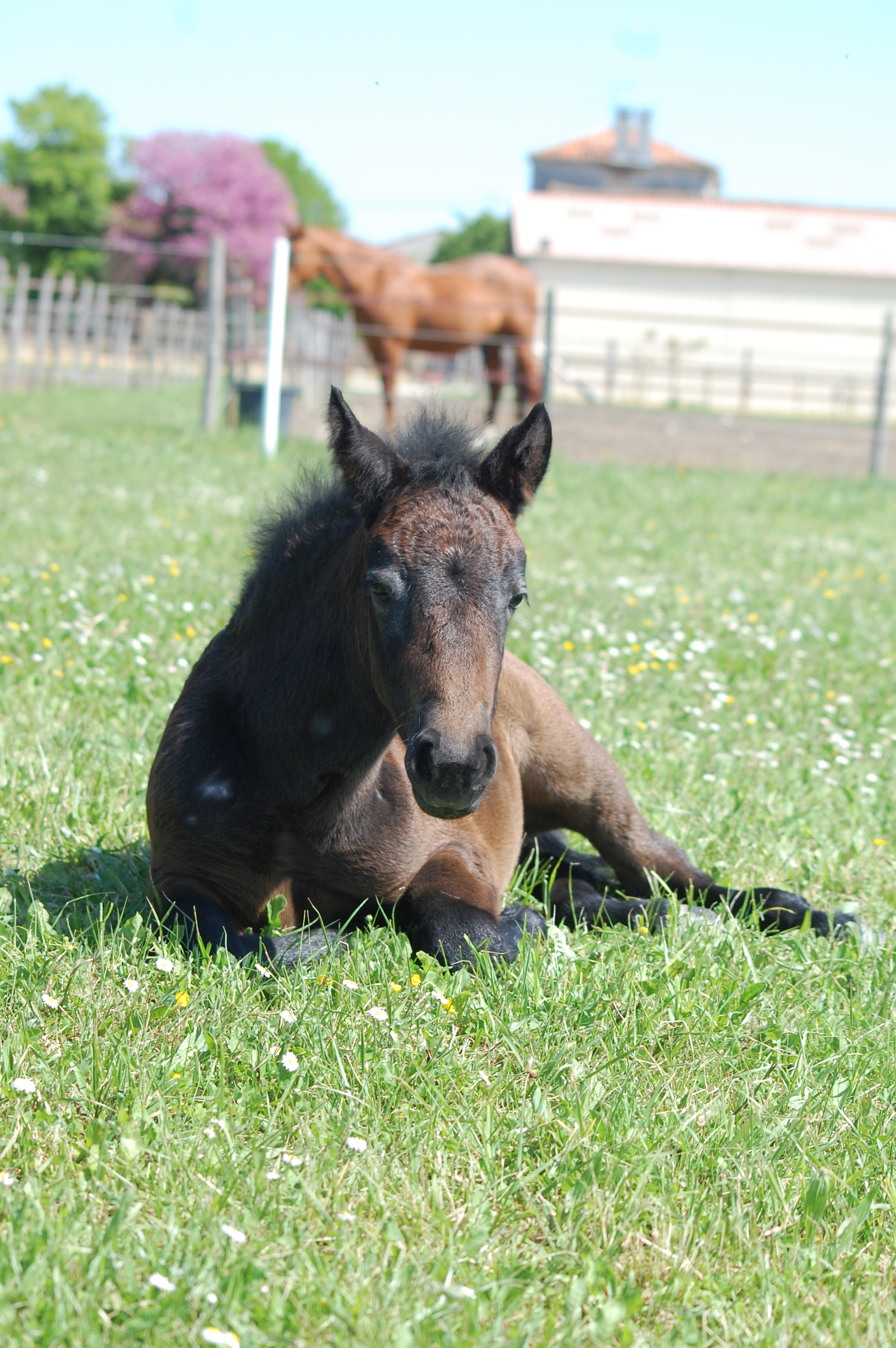 Journée Poney