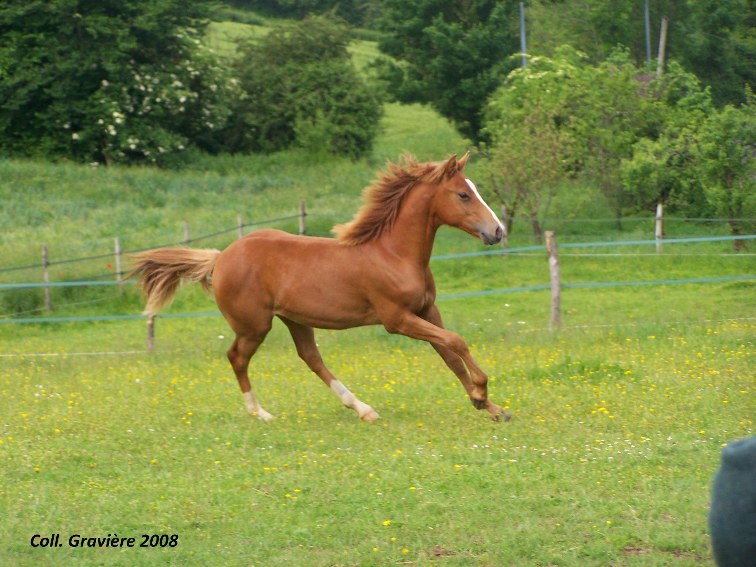 Formation Pratiques autour du cheval