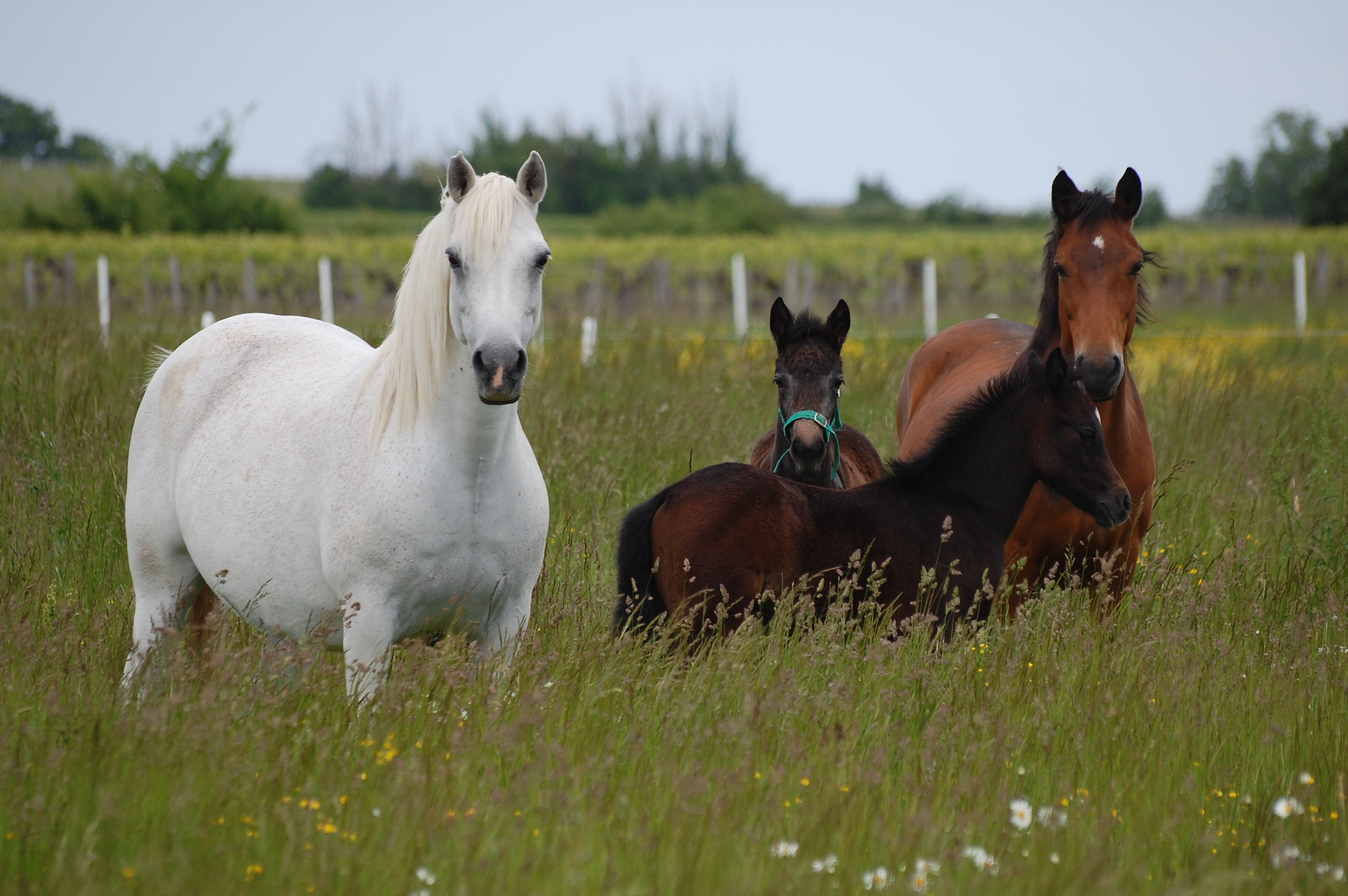 Formation Bien valoriser vos pâturages et vos chevaux