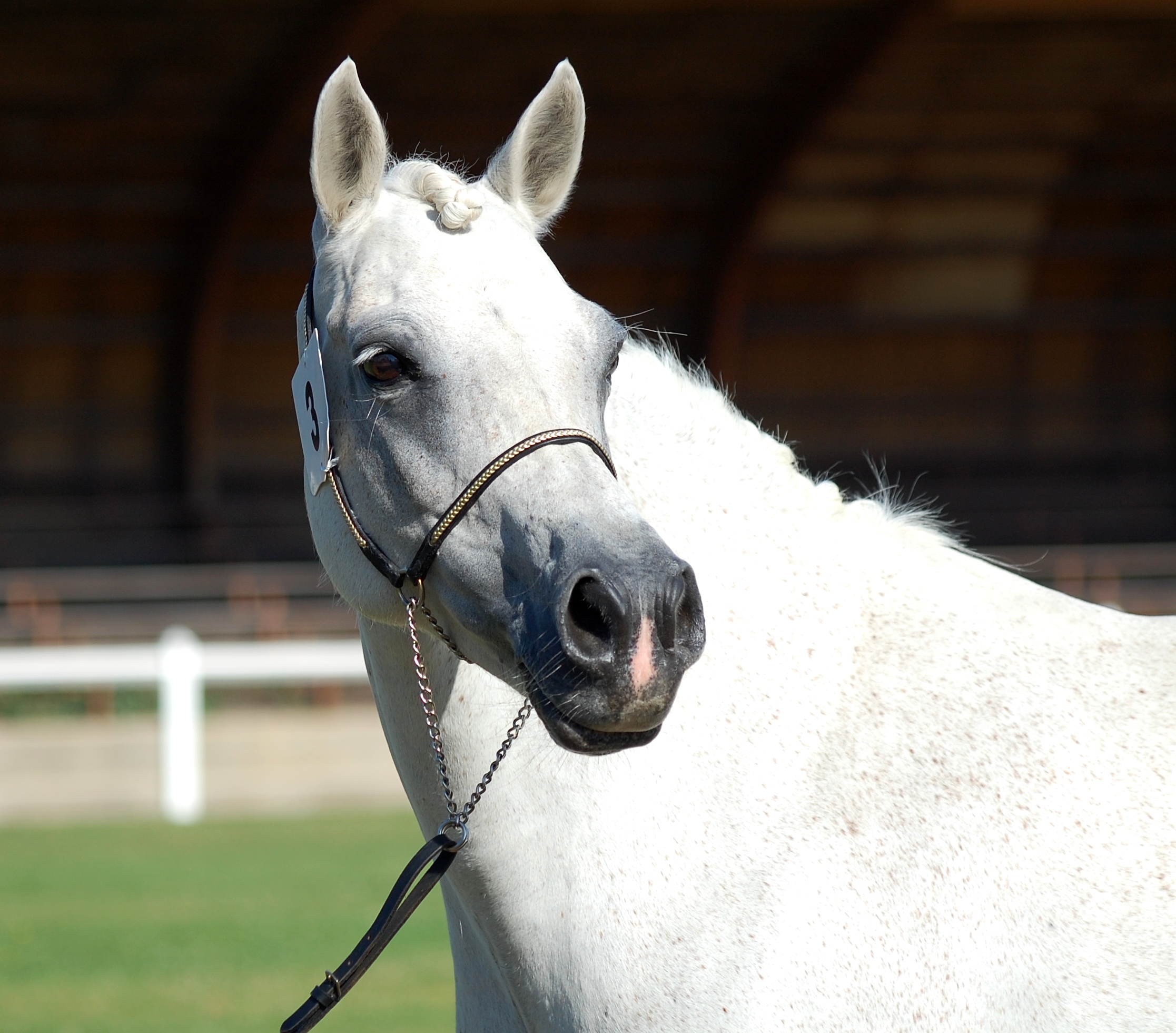 Formation Améliorer sa relation avec son cheval pour limiter les risques