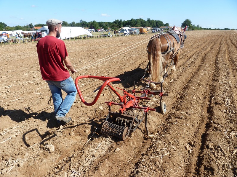 33ème journée de l'Âne et du Cheval