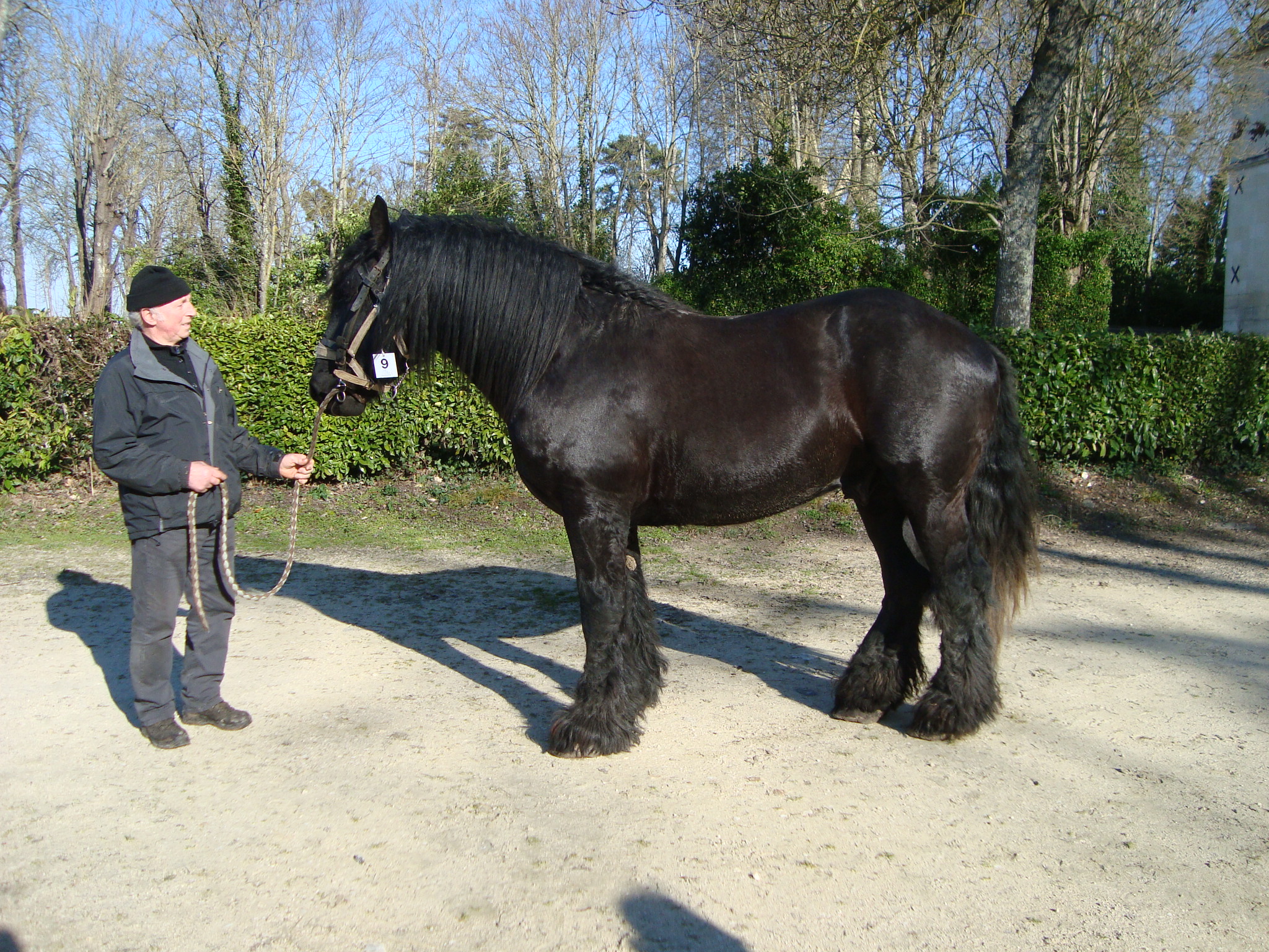 Concours National des Races Mulassières