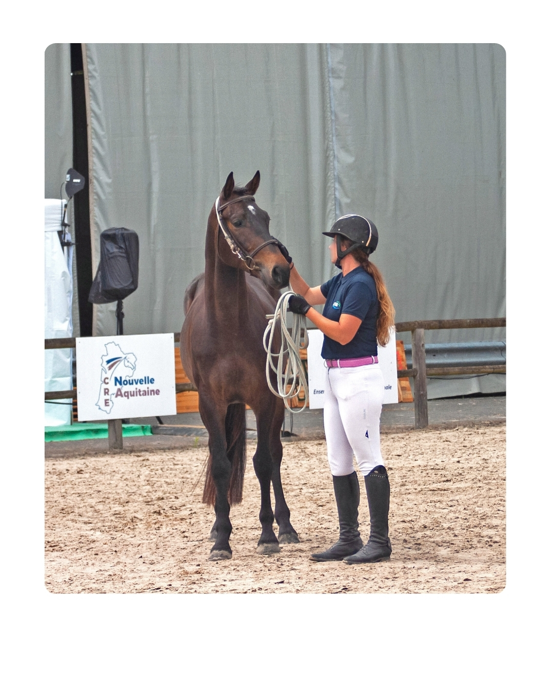 Cheval à la vente 3