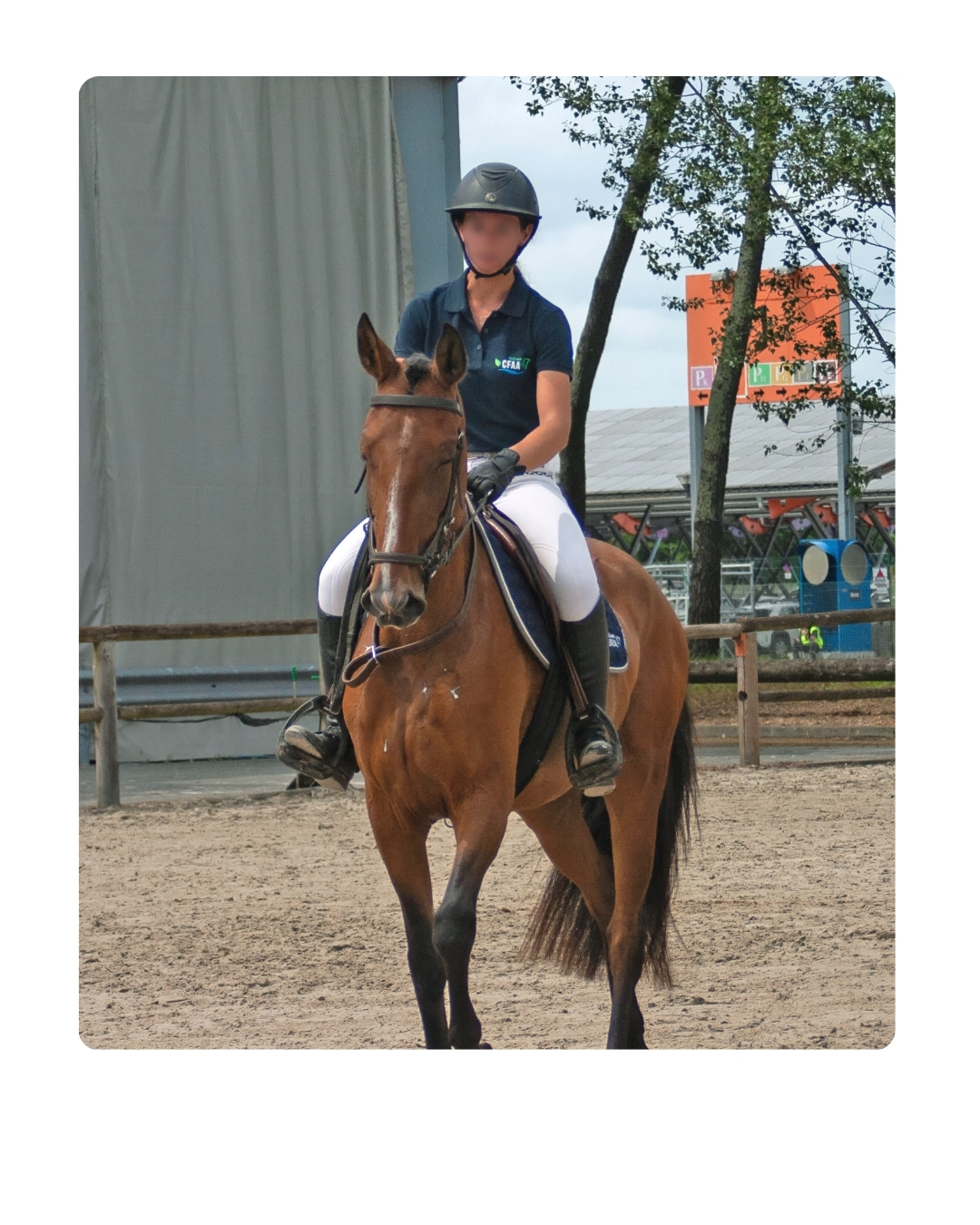 Cheval à la vente 2